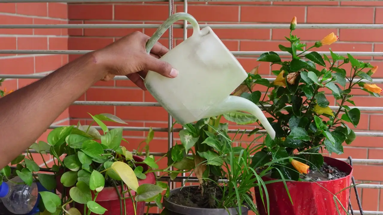 Garden Ideas