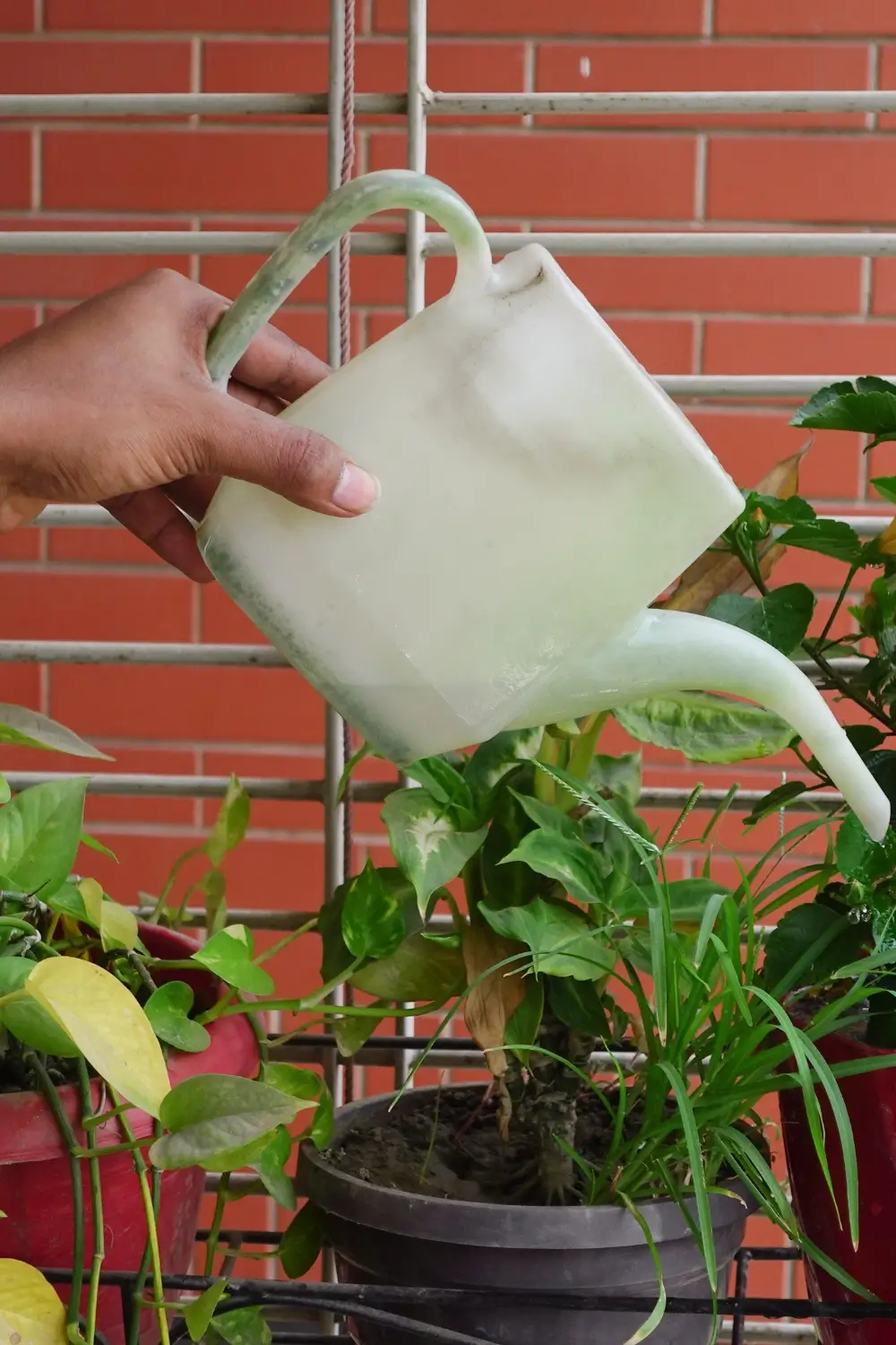 Garden Ideas